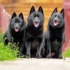 Schipperke Dogs Animal paint by numbers