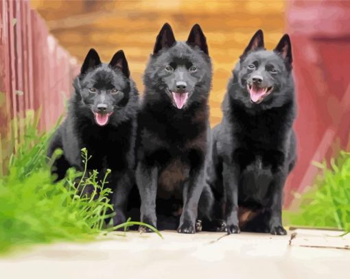 Schipperke Dogs Animal paint by numbers