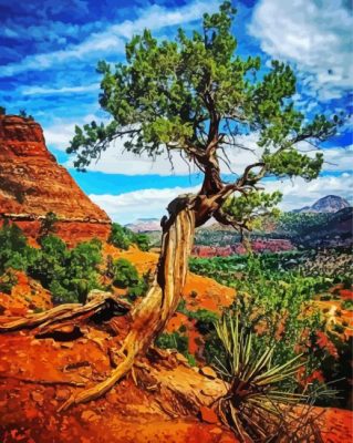 Twisted Desert Tree paint by numbers