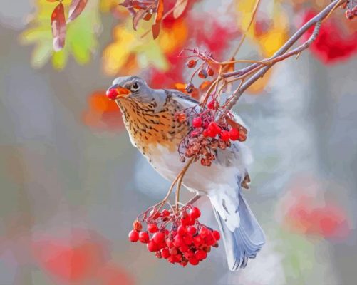 A Bird Eating Rowanberry paint by numbers