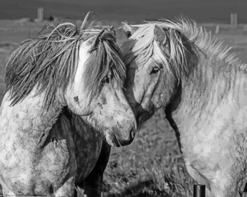 Black And White Horse Couple paint by numbers