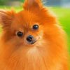 Brown Pomchi Dog paint by numbers