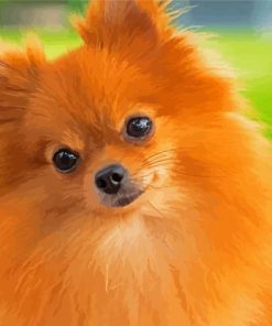 Brown Pomchi Dog paint by numbers