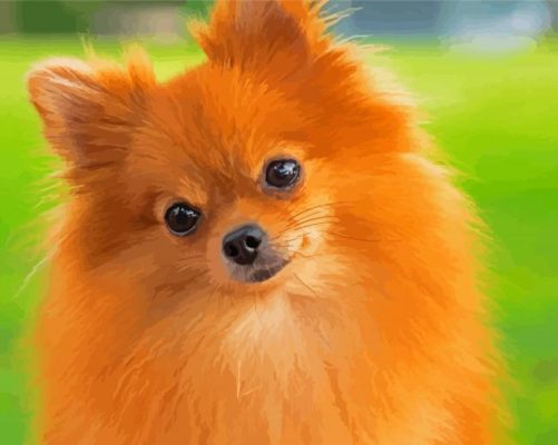 Brown Pomchi Dog paint by numbers