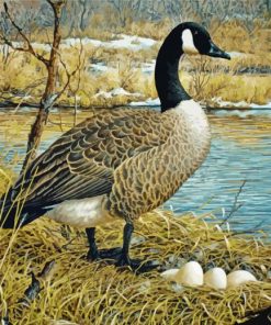 Canada Goose Bird paint by numbers