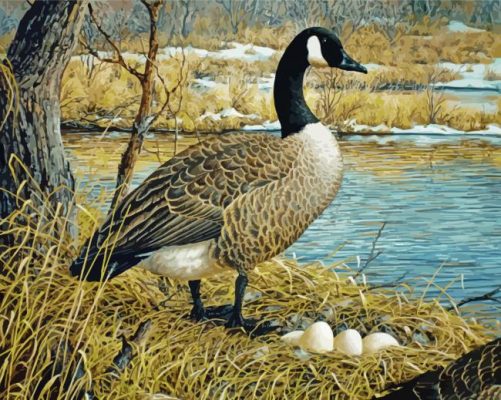 Canada Goose Bird paint by numbers