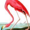 Flamingo John James paint by numbers