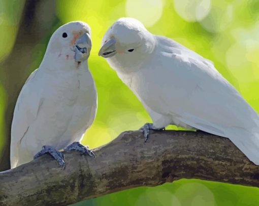 Goffins Cockatoo Couple paint by numbers