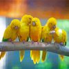 Golden Conures Row paint by numbers