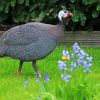 Guineafowls Bird paint by numbers