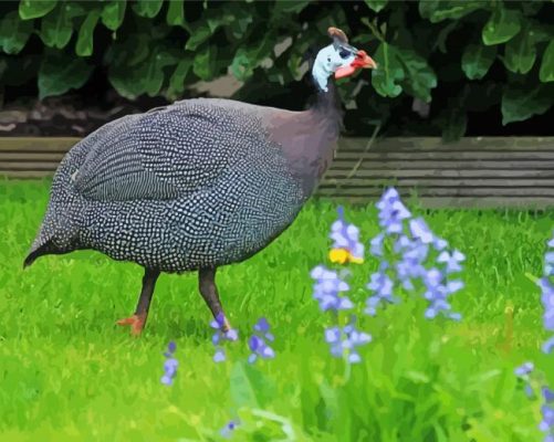 Guineafowls Bird paint by numbers