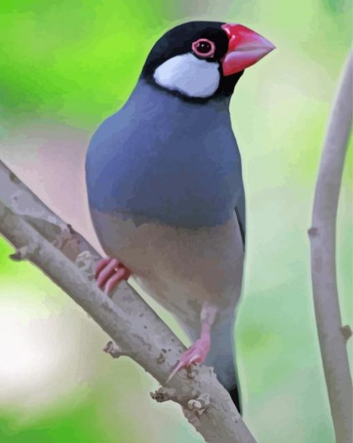 Java Sparrow paint by numbers