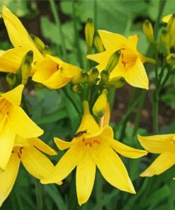 Long Yellow Daylilies paint by numbers