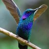 Mexican Violetear On Stick paint by numbers