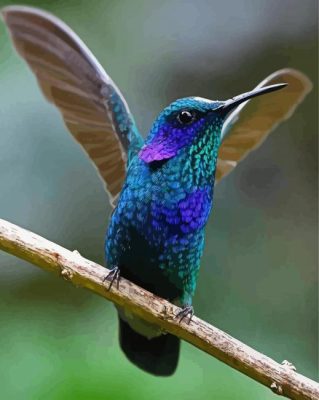 Mexican Violetear On Stick paint by numbers