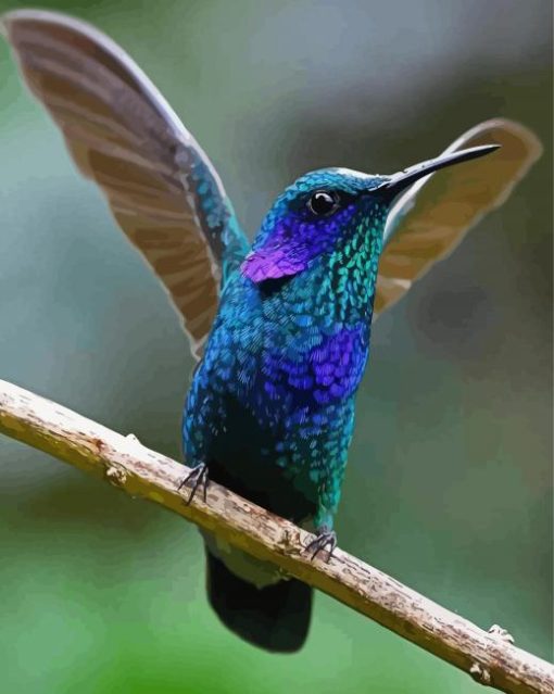 Mexican Violetear On Stick paint by numbers