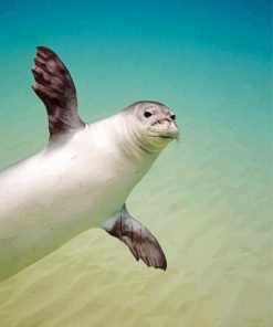 Monk Seal In Water paint by numbers