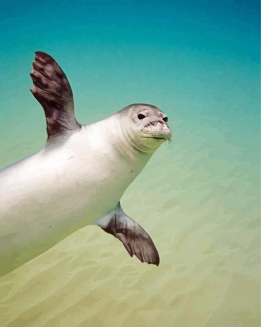 Monk Seal In Water paint by numbers