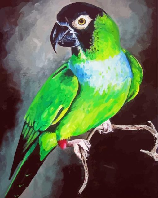 Nanday Conure Parrot Art paint by numbers