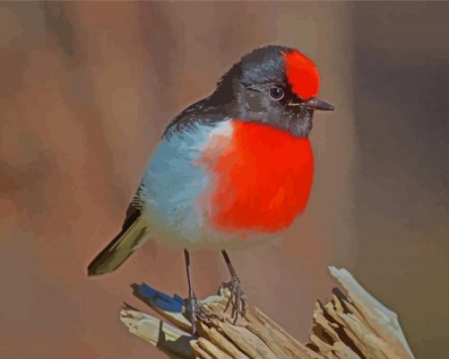 Red Capped Robin paint by numbers