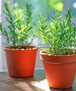 Rosemary Herb In Pots paint by numbers