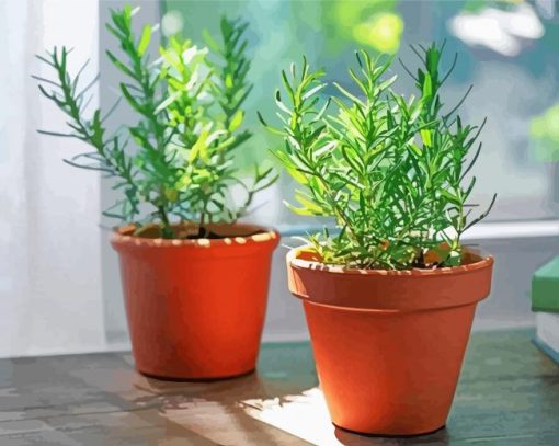 Rosemary Herb In Pots paint by numbers