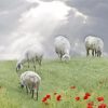Sheep In An Poppy Field paint by numbers