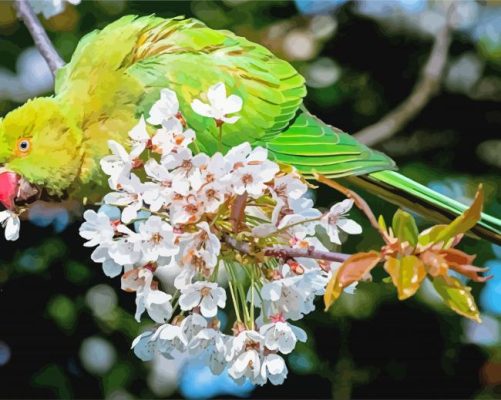 Spring Rose Ringed Parakeet paint by numbers