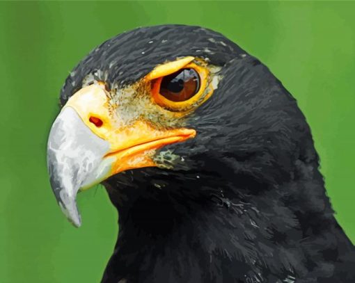 African Black Eagle paint by numbers