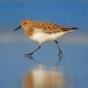 Brown And White Sandpiper Walking paint by numbers