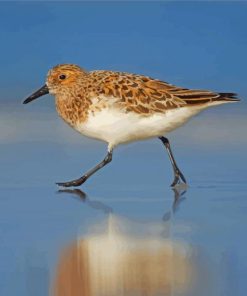 Brown And White Sandpiper Walking paint by numbers