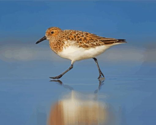 Brown And White Sandpiper Walking paint by numbers