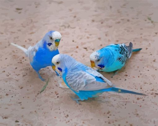 Budgies Birds paint by numbers