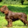 Chocolate Brown Field Spaniel Puppy paint by numbers