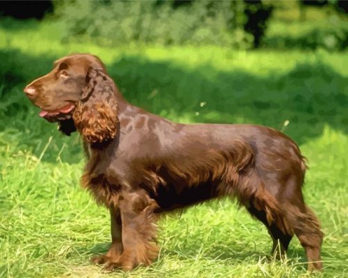 Chocolate Brown Field Spaniel Puppy paint by numbers