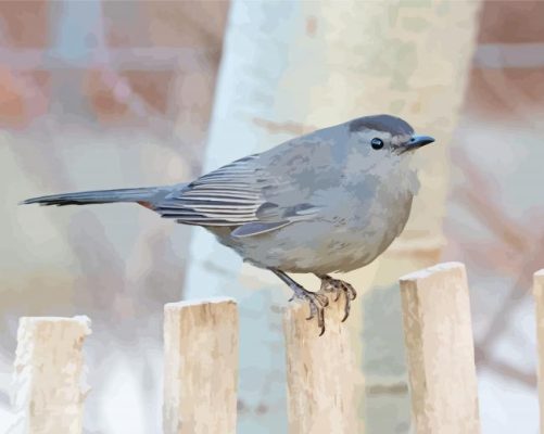 Close Up Catbird paint by numbers