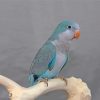 Cute Blue Quaker Parrot paint by numbers
