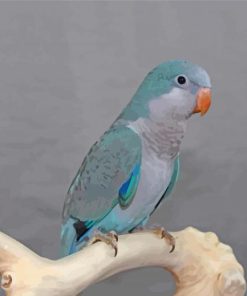 Cute Blue Quaker Parrot paint by numbers