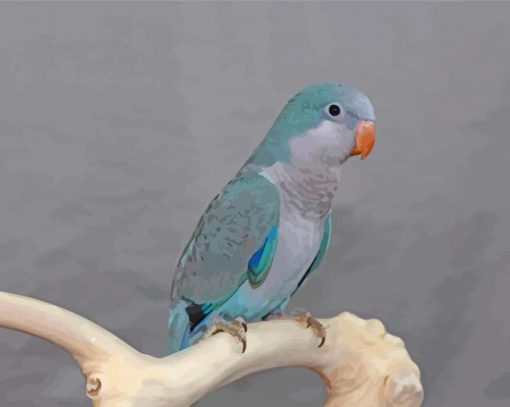 Cute Blue Quaker Parrot paint by numbers