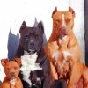 Cute Pit Bull Family paint by numbers