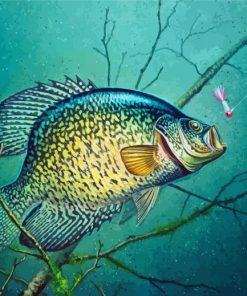 Fishing Crappie Art paint by numbers