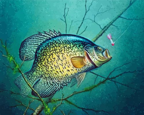 Fishing Crappie Art paint by numbers