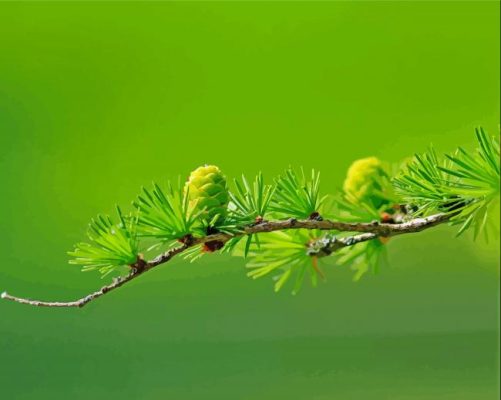 Green Larch Cone paint by numbers