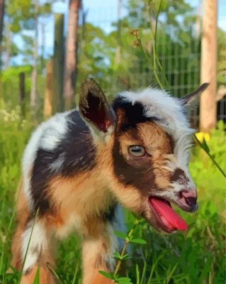 Little Nigerian Dwarf Goat paint by numbers