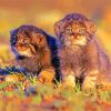 Manul Kittens paint by numbers