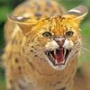 Wild Serval paint by numbers