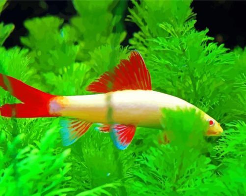 Albino Rainbow Shark paint by numbers