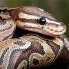 Ball Python paint by numbers