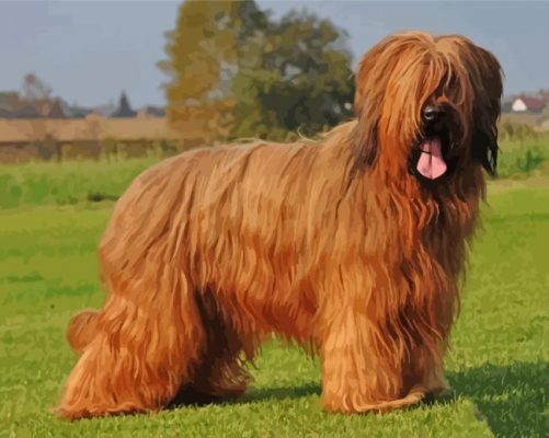 Brown Briard paint by numbers