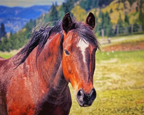 Close Up Bay Horse paint by numbers